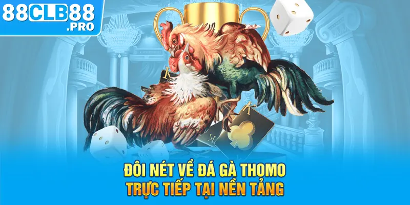 Đôi nét về đá gà Thomo trực tiếp tại nền tảng